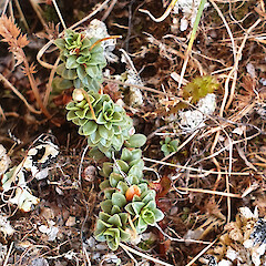 Te Kinga, Central Westland, 1100m elevation.<br>Photographer: Rowan Hindmarsh-Walls, Date taken: 12/03/2019, Licence: <a target='_blank' href='https://creativecommons.org/licenses/by-nc/4.0'>CC BY-NC</a>. <a class='member-message' href='/nzpcn/why-join-nzpcn/' target='_blank'>Members can view a larger version of this image.</a>