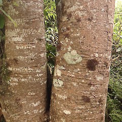 Bark of young tree, Hokonui Hills, Southland.<br>Photographer: Jesse Bythell, Date taken: 10/02/2013, Licence: <a target='_blank' href='https://creativecommons.org/licenses/by-nc/4.0'>CC BY-NC</a>.