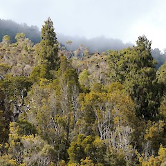 Young rimu beginning to emerge above the canopy, Paparoa Ranges, West Coast.<br>Photographer: Jesse Bythell, Date taken: 17/09/2016, Licence: <a target='_blank' href='https://creativecommons.org/licenses/by-nc/4.0'>CC BY-NC</a>.