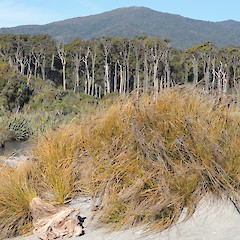 Coast to alpine tops gradient, at Ships Creek, West Coast.<br>Photographer: Jesse Bythell, Date taken: 15/09/2016, Licence: <a target='_blank' href='https://creativecommons.org/licenses/by-nc/4.0'>CC BY-NC</a>.
