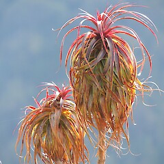 Growing in subalpine scrub, Paparoa National Park, West Coast.<br>Photographer: Jesse Bythell, Date taken: 18/09/2016, Licence: <a target='_blank' href='https://creativecommons.org/licenses/by-nc/4.0'>CC BY-NC</a>. <a class='member-message' href='/nzpcn/why-join-nzpcn/' target='_blank'>Members can view a larger version of this image.</a>