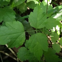Shaded leaves on young plant, Southland.<br>Photographer: Jesse Bythell, Date taken: 07/02/2013, Licence: <a target='_blank' href='https://creativecommons.org/licenses/by-nc/4.0'>CC BY-NC</a>. <a class='member-message' href='/nzpcn/why-join-nzpcn/' target='_blank'>Members can view a larger version of this image.</a>