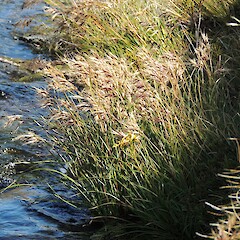 Mount Burns, Fiordland.<br>Photographer: Jesse Bythell, Date taken: 13/02/2016, Licence: <a target='_blank' href='https://creativecommons.org/licenses/by-nc/4.0'>CC BY-NC</a>. <a class='member-message' href='/nzpcn/why-join-nzpcn/' target='_blank'>Members can view a larger version of this image.</a>