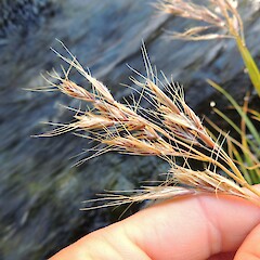 Purplish florets, Mount Burns, Fiordland.<br>Photographer: Jesse Bythell, Date taken: 13/02/2016, Licence: <a target='_blank' href='https://creativecommons.org/licenses/by-nc/4.0'>CC BY-NC</a>. <a class='member-message' href='/nzpcn/why-join-nzpcn/' target='_blank'>Members can view a larger version of this image.</a>