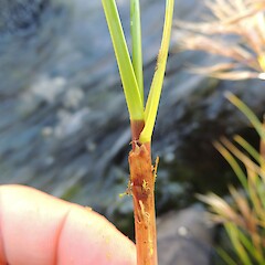 Purplish sheath, Mount Burns, Fiordland.<br>Photographer: Jesse Bythell, Date taken: 13/02/2016, Licence: <a target='_blank' href='https://creativecommons.org/licenses/by-nc/4.0'>CC BY-NC</a>. <a class='member-message' href='/nzpcn/why-join-nzpcn/' target='_blank'>Members can view a larger version of this image.</a>