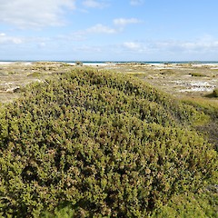 Growing at sea level, Tiwai Peninsula, Southland.<br>Photographer: Jesse Bythell, Date taken: 22/02/2020, Licence: <a target='_blank' href='https://creativecommons.org/licenses/by-nc/4.0'>CC BY-NC</a>.