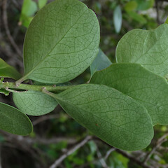 Leaf underside, D’Urville Island, Marlborough Sounds.<br>Photographer: Rowan Hindmarsh-Walls, Date taken: 26/06/2015, Licence: <a target='_blank' href='https://creativecommons.org/licenses/by-nc/4.0'>CC BY-NC</a>. <a class='member-message' href='/nzpcn/why-join-nzpcn/' target='_blank'>Members can view a larger version of this image.</a>