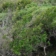 D’Urville Island, Marlborough Sounds.<br>Photographer: Rowan Hindmarsh-Walls, Date taken: 26/06/2015, Licence: <a target='_blank' href='https://creativecommons.org/licenses/by-nc/4.0'>CC BY-NC</a>. <a class='member-message' href='/nzpcn/why-join-nzpcn/' target='_blank'>Members can view a larger version of this image.</a>