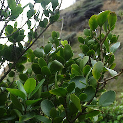 D’Urville Island, Marlborough Sounds.<br>Photographer: Rowan Hindmarsh-Walls, Date taken: 26/06/2015, Licence: <a target='_blank' href='https://creativecommons.org/licenses/by-nc/4.0'>CC BY-NC</a>. <a class='member-message' href='/nzpcn/why-join-nzpcn/' target='_blank'>Members can view a larger version of this image.</a>