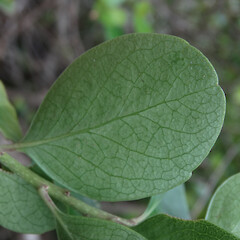 Leaf underside, D’Urville Island, Marlborough Sounds.<br>Photographer: Rowan Hindmarsh-Walls, Date taken: 26/06/2015, Licence: <a target='_blank' href='https://creativecommons.org/licenses/by-nc/4.0'>CC BY-NC</a>. <a class='member-message' href='/nzpcn/why-join-nzpcn/' target='_blank'>Members can view a larger version of this image.</a>