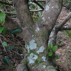 Trunk, D’Urville Island, Marlborough Sounds.<br>Photographer: Rowan Hindmarsh-Walls, Date taken: 26/06/2015, Licence: <a target='_blank' href='https://creativecommons.org/licenses/by-nc/4.0'>CC BY-NC</a>. <a class='member-message' href='/nzpcn/why-join-nzpcn/' target='_blank'>Members can view a larger version of this image.</a>