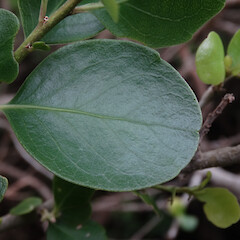 Leaf upper side, D’Urville Island, Marlborough Sounds.<br>Photographer: Rowan Hindmarsh-Walls, Date taken: 26/06/2015, Licence: <a target='_blank' href='https://creativecommons.org/licenses/by-nc/4.0'>CC BY-NC</a>. <a class='member-message' href='/nzpcn/why-join-nzpcn/' target='_blank'>Members can view a larger version of this image.</a>