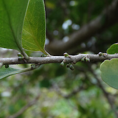 Flower buds, D’Urville Island, Marlborough Sounds.<br>Photographer: Rowan Hindmarsh-Walls, Date taken: 26/06/2015, Licence: <a target='_blank' href='https://creativecommons.org/licenses/by-nc/4.0'>CC BY-NC</a>. <a class='member-message' href='/nzpcn/why-join-nzpcn/' target='_blank'>Members can view a larger version of this image.</a>