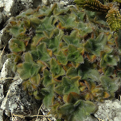 Mt Donald, Central Fiordland, 1300m elevation.<br>Photographer: Rowan Hindmarsh-Walls, Date taken: 21/02/2016, Licence: <a target='_blank' href='https://creativecommons.org/licenses/by-nc/4.0'>CC BY-NC</a>. <a class='member-message' href='/nzpcn/why-join-nzpcn/' target='_blank'>Members can view a larger version of this image.</a>