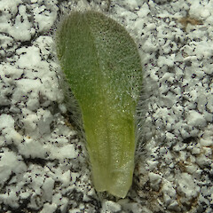 Leaf upper surface, Mt Donald, Central Fiordland, 1300m elevation.<br>Photographer: Rowan Hindmarsh-Walls, Date taken: 21/02/2016, Licence: <a target='_blank' href='https://creativecommons.org/licenses/by-nc/4.0'>CC BY-NC</a>. <a class='member-message' href='/nzpcn/why-join-nzpcn/' target='_blank'>Members can view a larger version of this image.</a>