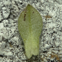 Leaf lower surface, Mt Donald, Central Fiordland, 1300m elevation.<br>Photographer: Rowan Hindmarsh-Walls, Date taken: 21/02/2016, Licence: <a target='_blank' href='https://creativecommons.org/licenses/by-nc/4.0'>CC BY-NC</a>. <a class='member-message' href='/nzpcn/why-join-nzpcn/' target='_blank'>Members can view a larger version of this image.</a>