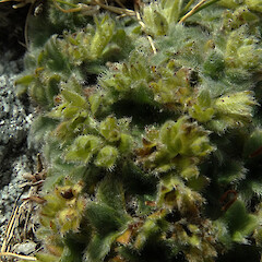 Spent flowers, Mt Donald, Central Fiordland, 1300m elevation.<br>Photographer: Rowan Hindmarsh-Walls, Date taken: 21/02/2016, Licence: <a target='_blank' href='https://creativecommons.org/licenses/by-nc/4.0'>CC BY-NC</a>. <a class='member-message' href='/nzpcn/why-join-nzpcn/' target='_blank'>Members can view a larger version of this image.</a>
