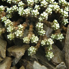 Raoulia petriensis