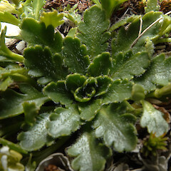 Mt Donald, Central Fiordland. 1200m elevation.<br>Photographer: Rowan Hindmarsh-Walls, Date taken: 22/02/2016, Licence: <a target='_blank' href='https://creativecommons.org/licenses/by-nc/4.0'>CC BY-NC</a>. <a class='member-message' href='/nzpcn/why-join-nzpcn/' target='_blank'>Members can view a larger version of this image.</a>
