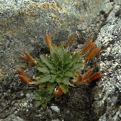 Mt Donald, Central Fiordland. 1200m elevation.<br>Photographer: Rowan Hindmarsh-Walls, Date taken: 22/02/2016, Licence: <a target='_blank' href='https://creativecommons.org/licenses/by-nc/4.0'>CC BY-NC</a>. <a class='member-message' href='/nzpcn/why-join-nzpcn/' target='_blank'>Members can view a larger version of this image.</a>