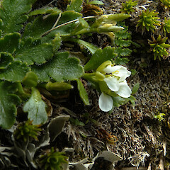 Mt Donald, Central Fiordland. 1200m elevation.<br>Photographer: Rowan Hindmarsh-Walls, Date taken: 22/02/2016, Licence: <a target='_blank' href='https://creativecommons.org/licenses/by-nc/4.0'>CC BY-NC</a>. <a class='member-message' href='/nzpcn/why-join-nzpcn/' target='_blank'>Members can view a larger version of this image.</a>