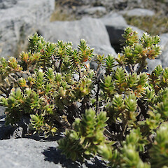 Hoary Head, Kahurangi National Park.<br>Photographer: Simon Walls, Date taken: 26/02/2016, Licence: <a target='_blank' href='https://creativecommons.org/licenses/by-nc/4.0'>CC BY-NC</a>. <a class='member-message' href='/nzpcn/why-join-nzpcn/' target='_blank'>Members can view a larger version of this image.</a>