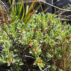 Hoary Head, Kahurangi National Park.<br>Photographer: Simon Walls, Date taken: 26/02/2016, Licence: <a target='_blank' href='https://creativecommons.org/licenses/by-nc/4.0'>CC BY-NC</a>. <a class='member-message' href='/nzpcn/why-join-nzpcn/' target='_blank'>Members can view a larger version of this image.</a>