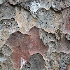 Bark detail, Otatara, Southland.<br>Photographer: Jesse Bythell, Date taken: 18/04/2016, Licence: <a target='_blank' href='https://creativecommons.org/licenses/by-nc/4.0'>CC BY-NC</a>.