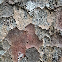 Bark detail, Otatara, Southland.<br>Photographer: Jesse Bythell, Date taken: 18/04/2016, Licence: <a target='_blank' href='https://creativecommons.org/licenses/by-nc/4.0'>CC BY-NC</a>. <a class='member-message' href='/nzpcn/why-join-nzpcn/' target='_blank'>Members can view a larger version of this image.</a>