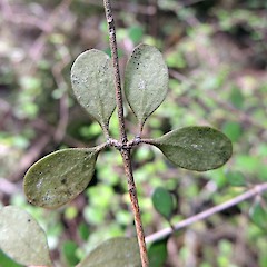 Abaxial leaf surface, Hokonui Hills, Southland.<br>Photographer: Jesse Bythell, Date taken: 19/12/2015, Licence: <a target='_blank' href='https://creativecommons.org/licenses/by-nc/4.0'>CC BY-NC</a>.