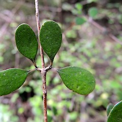 Adaxial leaf surface, Hokonui Hills, Southland.<br>Photographer: Jesse Bythell, Date taken: 19/12/2015, Licence: <a target='_blank' href='https://creativecommons.org/licenses/by-nc/4.0'>CC BY-NC</a>.