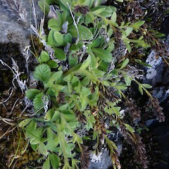 Myosotis suavis, Godley Valley.<br>Photographer: John Barkla, Date taken: 22/01/2019, Licence: <a target='_blank' href='https://creativecommons.org/licenses/by/4.0'>CC BY</a>. <a class='member-message' href='/nzpcn/why-join-nzpcn/' target='_blank'>Members can view a larger version of this image.</a>