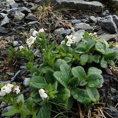 Myosotis suavis, Rangitata Valley.<br>Photographer: John Barkla, Date taken: 21/01/2019, Licence: <a target='_blank' href='https://creativecommons.org/licenses/by/4.0'>CC BY</a>. <a class='member-message' href='/nzpcn/why-join-nzpcn/' target='_blank'>Members can view a larger version of this image.</a>