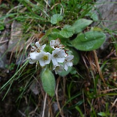 Myosotis suavis, Rangitata Valley.<br>Photographer: John Barkla, Date taken: 21/01/2019, Licence: <a target='_blank' href='https://creativecommons.org/licenses/by/4.0'>CC BY</a>. <a class='member-message' href='/nzpcn/why-join-nzpcn/' target='_blank'>Members can view a larger version of this image.</a>