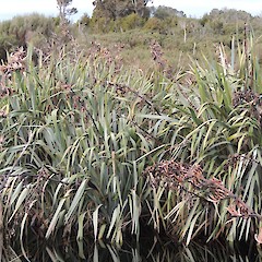 Growing on swamp edge, Kapuka, Southland.<br>Photographer: Jesse Bythell, Date taken: 29/06/2016, Licence: <a target='_blank' href='https://creativecommons.org/licenses/by-nc/4.0'>CC BY-NC</a>.