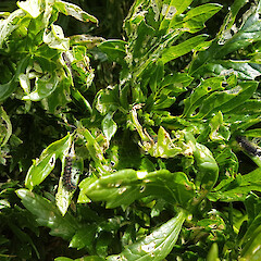Young plant. Antipodes Island.<br>Photographer: Shona Sangster, Date taken: 17/02/2019, Licence: All rights reserved. <a class='member-message' href='/nzpcn/why-join-nzpcn/' target='_blank'>Members can view a larger version of this image.</a>