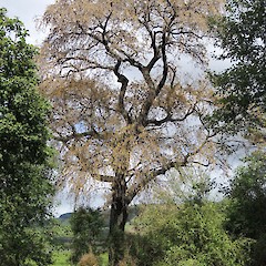 Riparian forest, central Southland.<br>Photographer: Jesse Bythell, Date taken: 29/10/2016, Licence: <a target='_blank' href='https://creativecommons.org/licenses/by-nc/4.0'>CC BY-NC</a>.