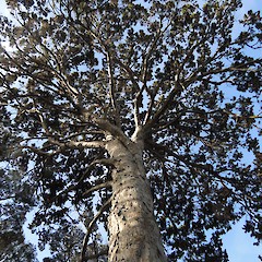 Mature tree, Southland Plains.<br>Photographer: Jesse Bythell, Date taken: 31/08/2016, Licence: <a target='_blank' href='https://creativecommons.org/licenses/by-nc/4.0'>CC BY-NC</a>.