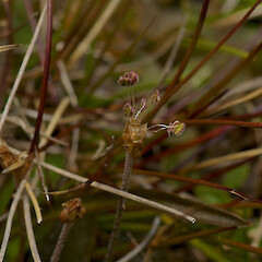 Flower, Lake Sylvester, Kahurangi National Park.<br>Photographer: Andrew MacDonald, Date taken: 19/12/2015, Licence: All rights reserved. <a class='member-message' href='/nzpcn/why-join-nzpcn/' target='_blank'>Members can view a larger version of this image.</a>