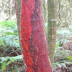 Bark damaged by browsing deer, Southland Plains.<br>Photographer: Jesse Bythell, Date taken: 29/03/2017, Licence: <a target='_blank' href='https://creativecommons.org/licenses/by-nc/4.0'>CC BY-NC</a>. <a class='member-message' href='/nzpcn/why-join-nzpcn/' target='_blank'>Members can view a larger version of this image.</a>
