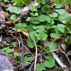Cobb Valley, Kahurangi National Park.<br>Photographer: Simon Walls, Date taken: 02/04/2012, Licence: <a target='_blank' href='https://creativecommons.org/licenses/by-nc/4.0'>CC BY-NC</a>. <a class='member-message' href='/nzpcn/why-join-nzpcn/' target='_blank'>Members can view a larger version of this image.</a>