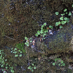 On magnesite boulder, Cobb Valley, Kahurangi National Park.<br>Photographer: Simon Walls, Date taken: 23/10/2014, Licence: <a target='_blank' href='https://creativecommons.org/licenses/by-nc/4.0'>CC BY-NC</a>. <a class='member-message' href='/nzpcn/why-join-nzpcn/' target='_blank'>Members can view a larger version of this image.</a>