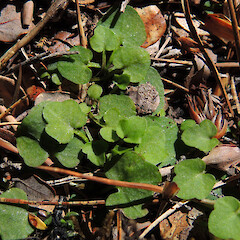 Cobb Valley, Kahurangi National Park.<br>Photographer: Simon Walls, Date taken: 23/10/2014, Licence: <a target='_blank' href='https://creativecommons.org/licenses/by-nc/4.0'>CC BY-NC</a>. <a class='member-message' href='/nzpcn/why-join-nzpcn/' target='_blank'>Members can view a larger version of this image.</a>