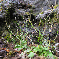 Habit, Cobb Valley, Kahurangi National Park.<br>Photographer: Simon Walls, Date taken: 11/05/2012, Licence: <a target='_blank' href='https://creativecommons.org/licenses/by-nc/4.0'>CC BY-NC</a>. <a class='member-message' href='/nzpcn/why-join-nzpcn/' target='_blank'>Members can view a larger version of this image.</a>