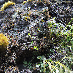 Habit, Cobb Valley, Kahurangi National Park.<br>Photographer: Simon Walls, Date taken: 18/12/2015, Licence: <a target='_blank' href='https://creativecommons.org/licenses/by-nc/4.0'>CC BY-NC</a>. <a class='member-message' href='/nzpcn/why-join-nzpcn/' target='_blank'>Members can view a larger version of this image.</a>
