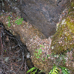 Habitat, Cobb Valley, Kahurangi National Park.<br>Photographer: Simon Walls, Date taken: 02/04/2012, Licence: <a target='_blank' href='https://creativecommons.org/licenses/by-nc/4.0'>CC BY-NC</a>. <a class='member-message' href='/nzpcn/why-join-nzpcn/' target='_blank'>Members can view a larger version of this image.</a>