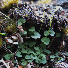 Cobb Valley, Kahurangi National Park.<br>Photographer: Simon Walls, Date taken: 18/12/2015, Licence: <a target='_blank' href='https://creativecommons.org/licenses/by-nc/4.0'>CC BY-NC</a>. <a class='member-message' href='/nzpcn/why-join-nzpcn/' target='_blank'>Members can view a larger version of this image.</a>