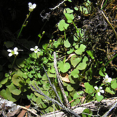 Cobb Valley, Kahurangi National Park.<br>Photographer: Simon Walls, Date taken: 13/12/2012, Licence: <a target='_blank' href='https://creativecommons.org/licenses/by-nc/4.0'>CC BY-NC</a>. <a class='member-message' href='/nzpcn/why-join-nzpcn/' target='_blank'>Members can view a larger version of this image.</a>