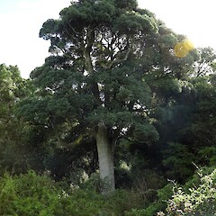 Mature tree, Southland Plains.<br>Photographer: Jesse Bythell, Date taken: 29/03/2018, Licence: <a target='_blank' href='https://creativecommons.org/licenses/by-nc/4.0'>CC BY-NC</a>. <a class='member-message' href='/nzpcn/why-join-nzpcn/' target='_blank'>Members can view a larger version of this image.</a>