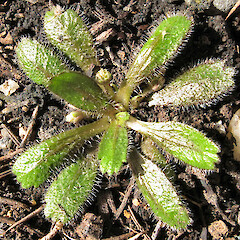 Solenogyne christensenii, cultivated plant.<br>Photographer: John Barkla, Date taken: 08/05/2010, Licence: <a target='_blank' href='https://creativecommons.org/licenses/by/4.0'>CC BY</a>. <a class='member-message' href='/nzpcn/why-join-nzpcn/' target='_blank'>Members can view a larger version of this image.</a>